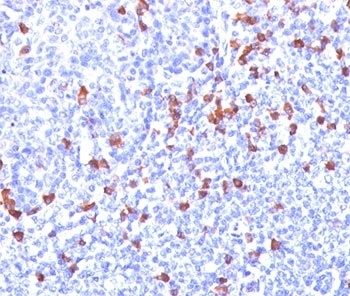IGKC Antibody