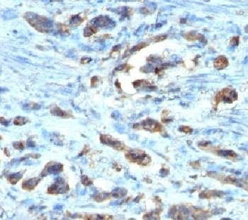 Cdc20 Antibody [AR12]