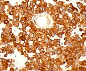 CD63 Antibody