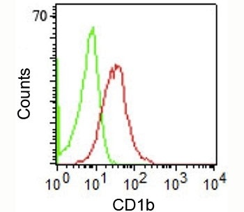 CD1B Antibody