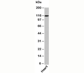 XPO4 Antibody