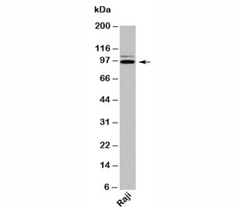 TRIL Antibody