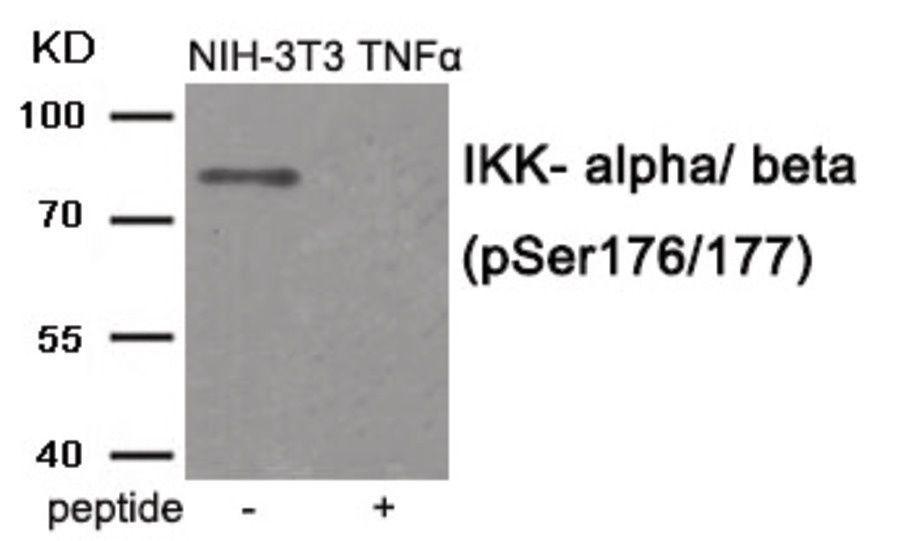 IKK- alpha/ beta (phospho Ser176/177) Antibody