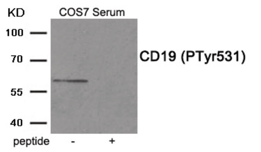 CD19 Antibody