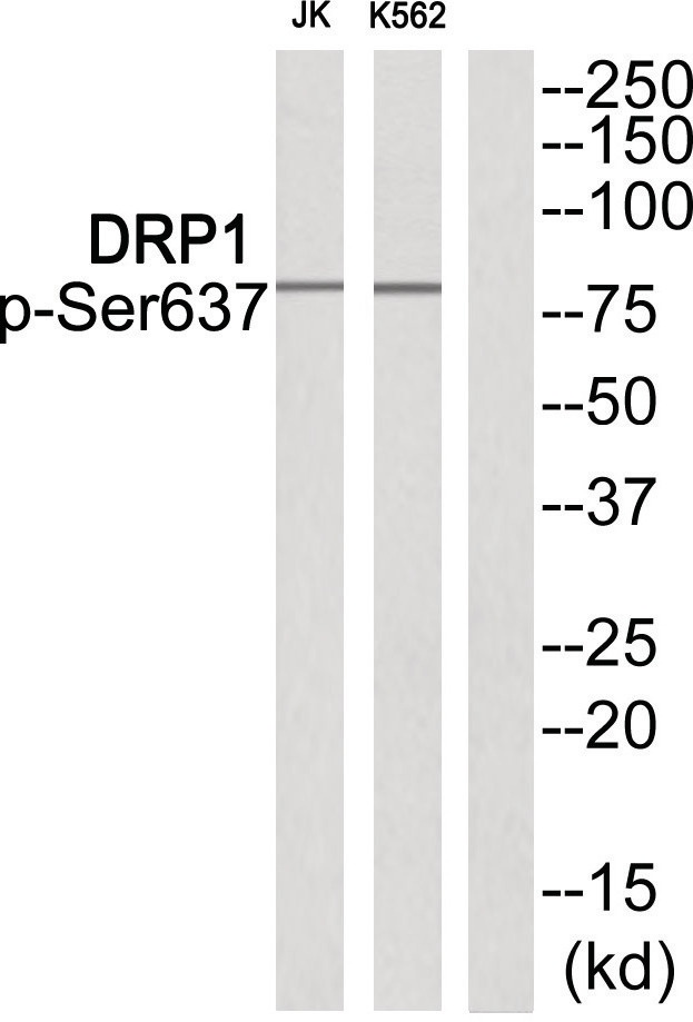 DRP1 (phospho Ser637) Antibody