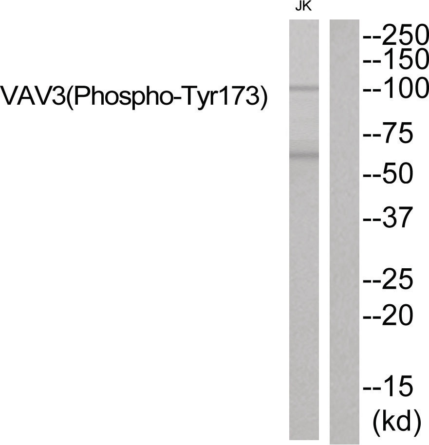 VAV3 Antibody