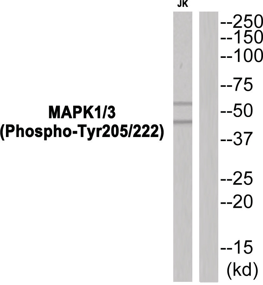MAPK1, MAPK3 Antibody
