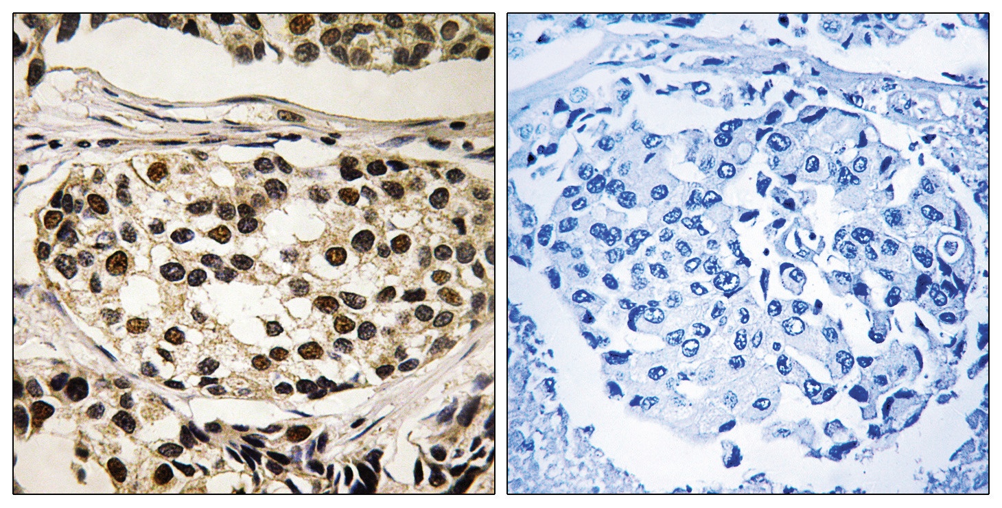 Cyclin C (phospho Ser275) Antibody