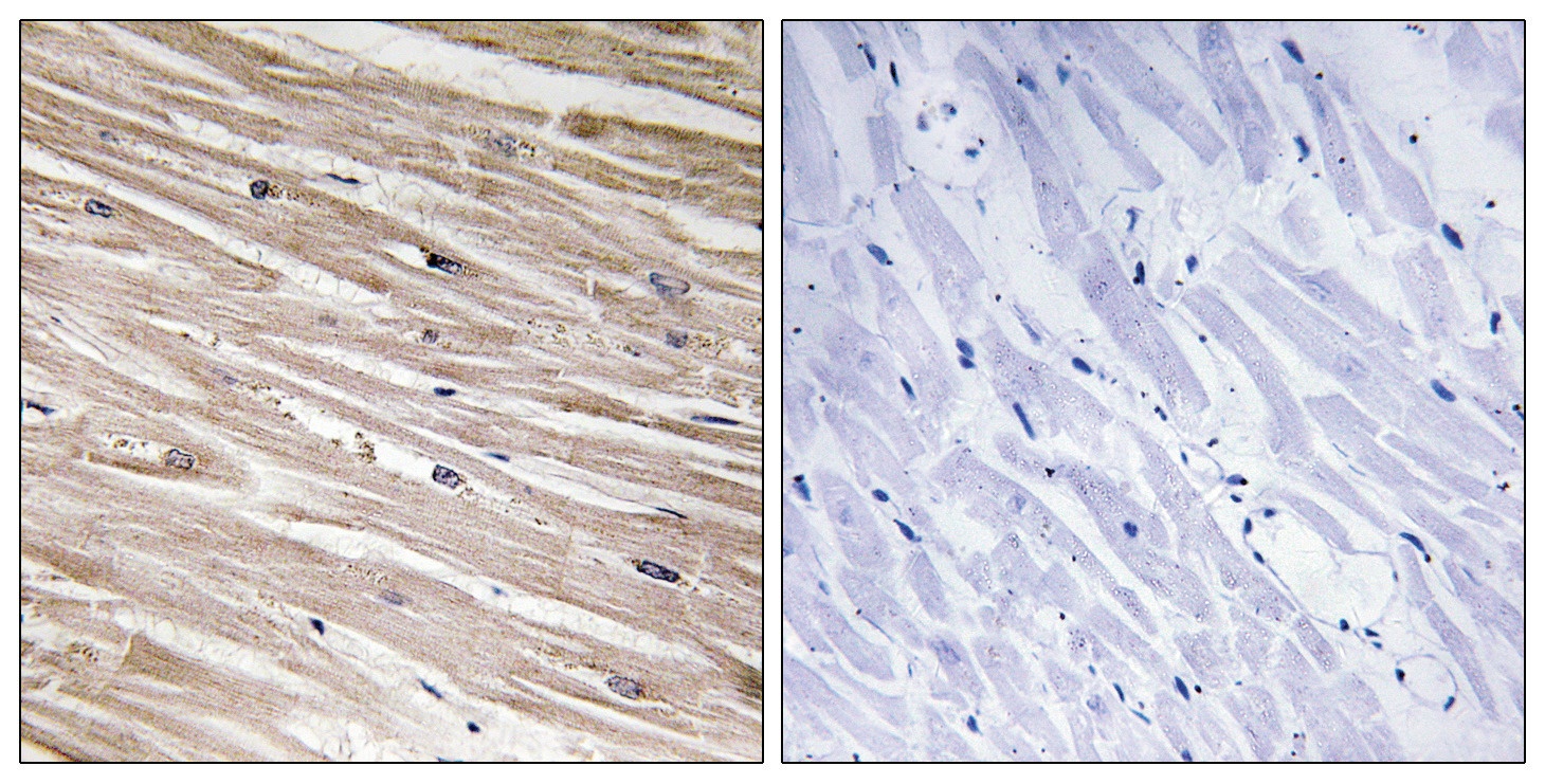 PEA-15 (phospho Ser104) Antibody