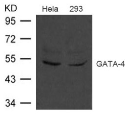 GATA4 Antibody