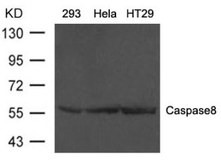 casp8 Antibody