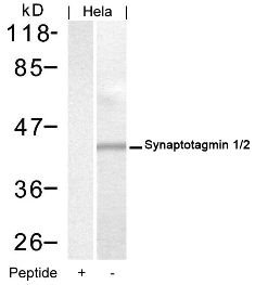 SYT1 AgaP_AGAP008122 Antibody