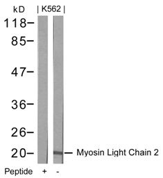 MYL12A Antibody