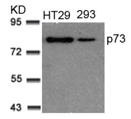 TP73 Antibody