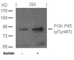PIK3R1 Antibody