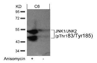 MAPK8 MAPK9 MAPK10 Antibody