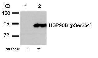 HSP90AB1 Antibody