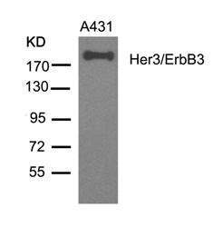 Her3 / ErbB3 (Ab 1328) Antibody