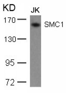 SMC1 (Ab 957) Antibody