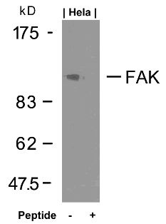 PTK2 Antibody