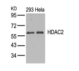 HDAC2 (Ab 394) Antibody