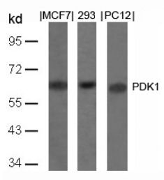 PDK1 (Ab 241) Antibody