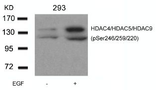 HDAC4 / HDAC5 / HDAC9 (phospho Ser246 / Ser259 / Ser220) Antibody