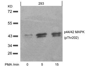 p44 / 42 MAP Kinase (phospho Thr202) Antibody