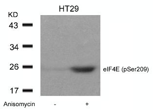 eIF4E (phospho Ser209) Antibody