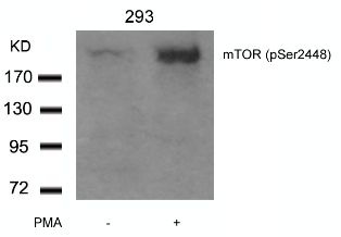 mTOR (phospho Ser2448) Antibody