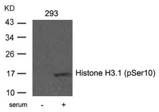 Histone H3.1 (phospho Ser10) Antibody