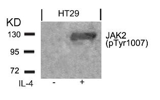 JAK2 (phospho Tyr1007) Antibody
