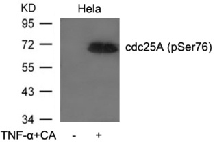 CDC25A Antibody