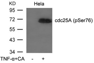 cdc25A (phospho Ser76) Antibody