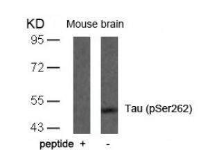 Tau (phospho Ser262) Antibody