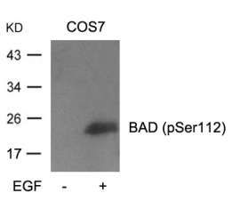 BAD (phospho Ser112) Antibody