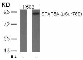 STAT5A (phospho Ser780) Antibody
