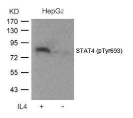 STAT4 (phospho Tyr693) Antibody