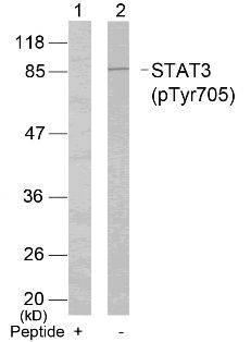 STAT3 (phospho Tyr705) Antibody