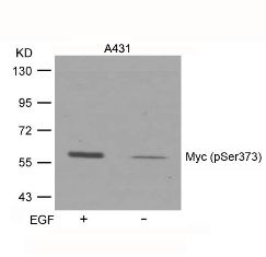 Myc (phospho Ser373) Antibody