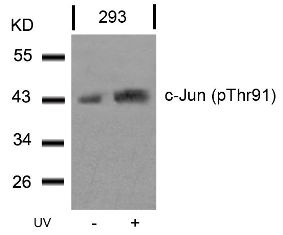 c Jun (phospho Thr91) Antibody