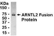 ARNTL2 Antibody
