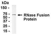 RNASE1 Antibody