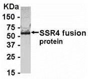 SSR4 Antibody