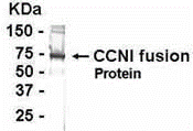 CCNI Antibody
