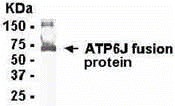 ATP6V1G1 Antibody