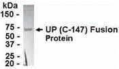 UPP1 Antibody