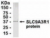 SLC9A3R1 Antibody