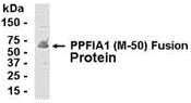 PPFIA1 Antibody