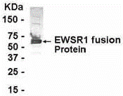 EWSR1 Antibody